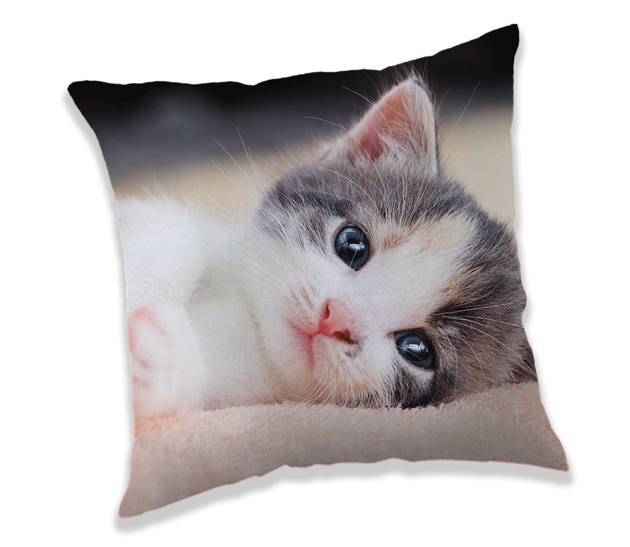 kitten cushion