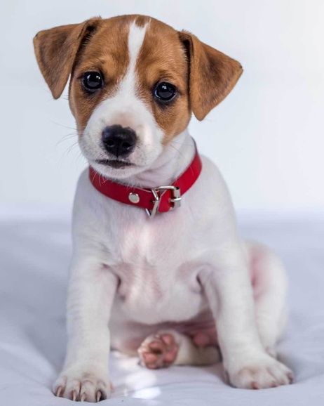 Jack Russell Terrier  microflannel blanket image 1
